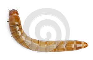 Larva of Mealworm, Tenebrio molitor
