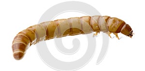 Larva of Mealworm - Tenebrio molitor