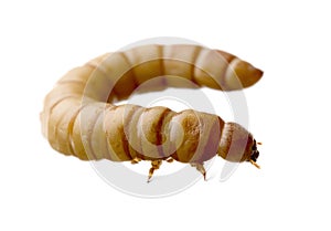 Larva of Mealworm - Tenebrio molitor