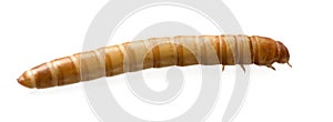 Larva of Mealworm - Tenebrio molitor