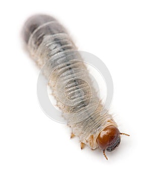 Larva of mealworm, Tenebrio molitor, against white background