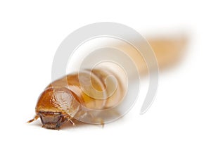 Larva of Mealworm, Tenebrio molitor