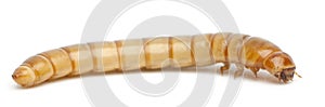 Larva of Mealworm, Tenebrio molitor