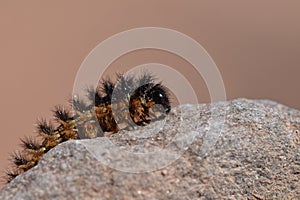 The larva of Melitaea arduinna photo