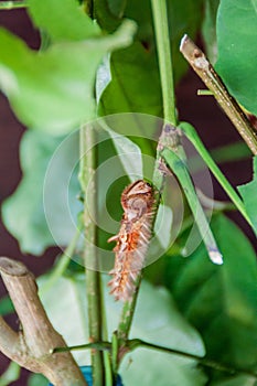 Larva of Morpho helenor butterfly, Costa Ri photo