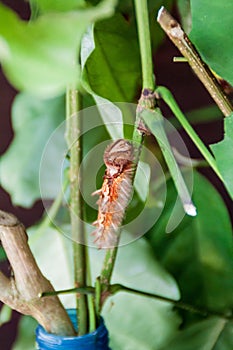 Larva of Morpho helenor butterfly, Costa Ri photo