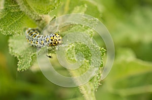 Larva of Mullein Moth on stingy leaf