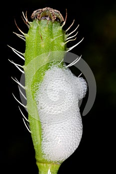 Larva nymph of Philaenus spumarius, the meadow froghopper or meadow spittlebug from the family Aphrophoridae on Poppy