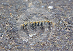 Larva of a pine processionary moth or Thaumetopoea pityocampa photo
