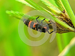 A larva (plural larvae) is the juvenile form of an insect.