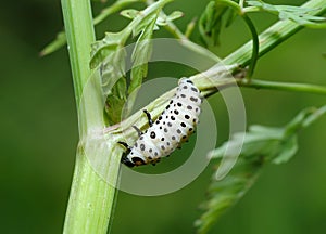 Larva of the Poplar Leaf Beetle Chrysomela populi