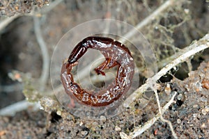 The larva of a predatory beetle of the family rowe beetles, Staphylinidae