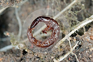 The larva of a predatory beetle of the family rowe beetles, Staphylinidae photo
