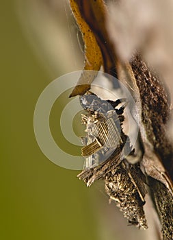 Larva Psychidae
