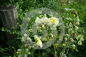 Larva of Pyrrhocoris apterus on yellow Alcea rosea. The firebug, Pyrrhocoris apterus, is a common insect. Berlin, Germany