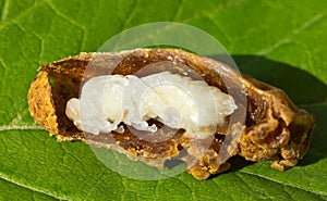 Larva of queen bees in cocoon