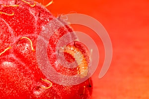 Larva of the raspberry beetle, Byturus tomentosus