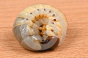 Larva of a rhinoceros beetle