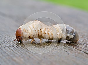 Larva of Rhinoceros beetle, Oryctes nasicornis