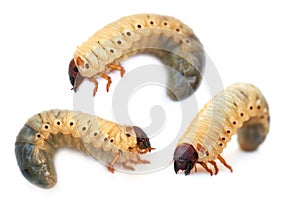 Larva the rhinoceros of the bug