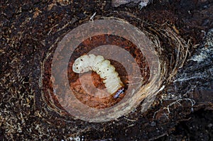 Larva of Ribbed Pine Borer Rhagium inquisitor. Close up