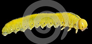 Larva of sawfly 1