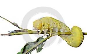 Larva of sawfly 7