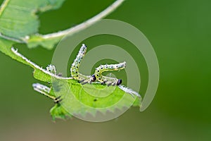 Larva of sawfly.