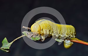 Larva of sawfly 9