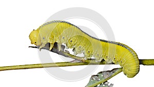 Larva of sawfly 10