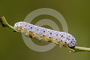 The larva of sawfly white color with black spots