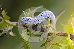 The larva of sawfly white color with black spots