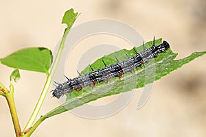 The larva of scarce tortoiseshell butterfly , Nymphalis xanthomelas