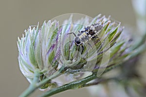 Larva of 14-spotted ladybird on bent photo