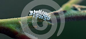 Larva of the subfamily Scymninae with wax secretions photo