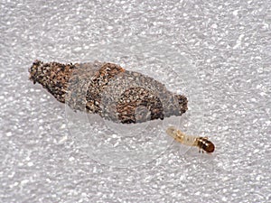 Larva of Tinea pelionella moth leaving her snug case on a white texture surface.