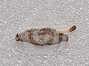 Larva of Tinea pelionella moth leaving her snug case on a white texture surface.