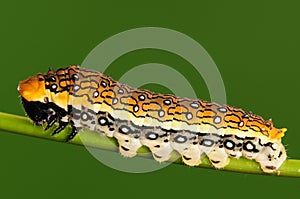 Larva on twig,Chilasaepycides