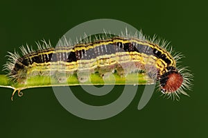 Larva on twig,:Hasora anura