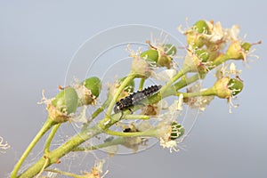 Larva of Two-spot ladybird or Adalia bipunctata on flowered bird cherry tree branch