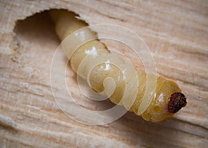 Larva of the wood beetle Cerambycidae crawls out of the hole photo