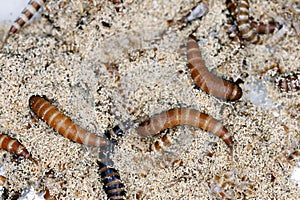 Larvae of Attagenus called fur beetle or carpet beetle from the family Dermestidae a skin beetles on bread.