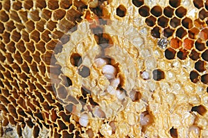 Larvae of bee in honeycomb