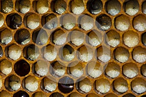 Larvae of bees