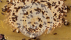 Larvae of bees and queens of bees develop in cocoons.