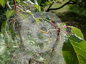 Larvae of Bird-cherry ermine (Yponomeuta evonymella) pupate in packed communal, white web on a tree trunk