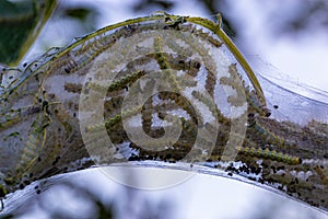 Larvae or caterpillars in Webbed silken nest of The fall webworm Hyphantria cunea is a moth