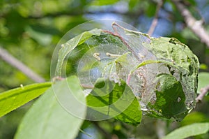 Cocoon caterpillars on the leaves of bird-cherry