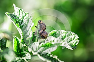 The larvae of Colorado beetle on potato leaves, the ten-striped spearman, the ten-lined potato beetle or the potato bug, is a