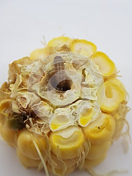 Larvae of Corn fruit borer